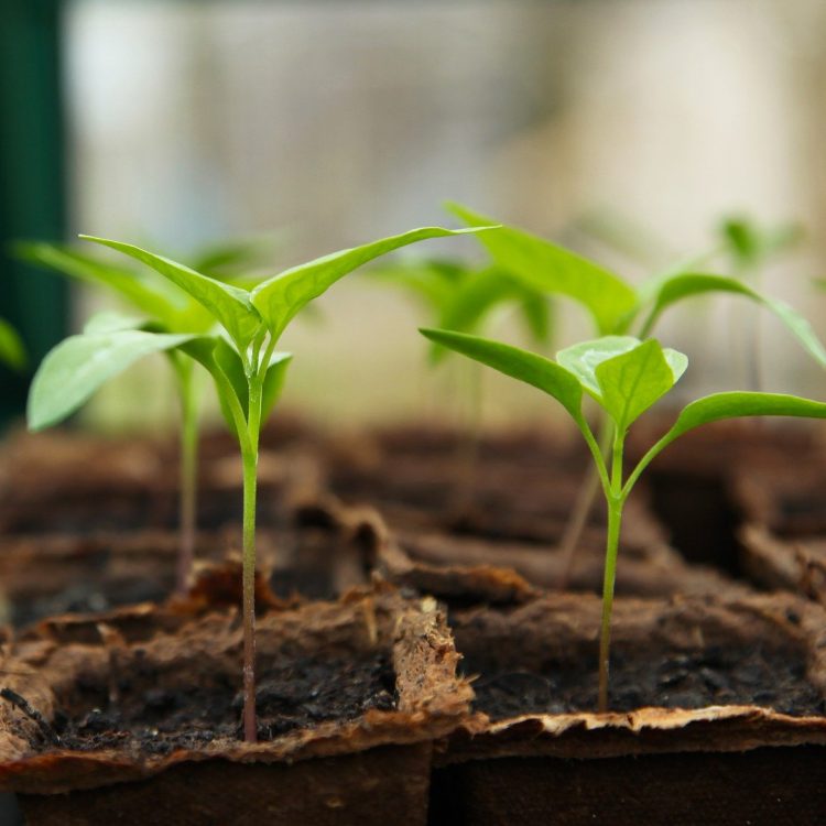 Greenworld Seedling Pepper cocopeat Mauritius hydroponic