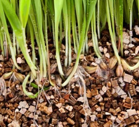 Vermiculite - Greenworld Co. Ltd Mauritius