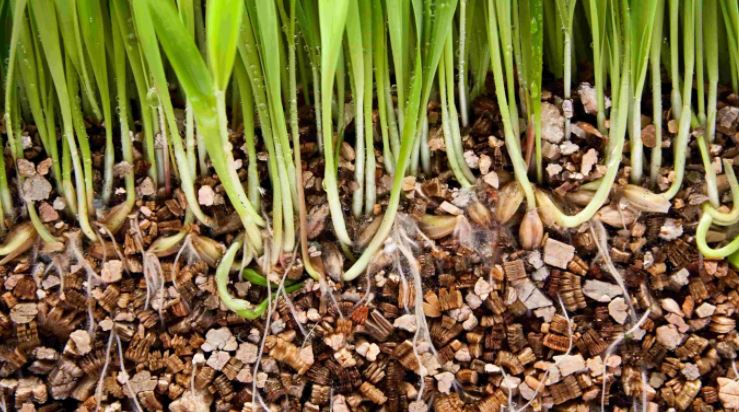 Vermiculite - Greenworld Co. Ltd Mauritius